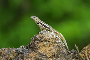Ecological Significance Prints: Lava lizard (Microlophus spp) in the Galapagos Islands Archipelago
