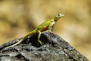 Ecological Diversity Prints: Lava lizard (Microlophus spp) in the Galapagos Islands Archipelago