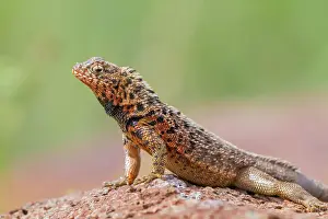 Island Life Prints: Lava lizard (Microlophus spp) in the Galapagos Islands Archipelago