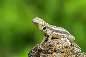 Native Species Prints: Lava lizard (Microlophus spp) in the Galapagos Islands Archipelago