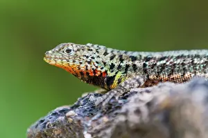 Animal Behavior Prints: Lava lizard (Microlophus spp) in the Galapagos Islands Archipelago