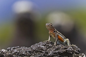Santa Cruz Island Prints: Lava lizard (Microlophus spp), Las Bachas