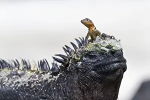 Lava lizard (Microlophus spp) on top of marine iguana (Amblyrhynchus cristatus), Las Bachas, Santa Cruz Island, Galapagos Islands, Ecuador, South America