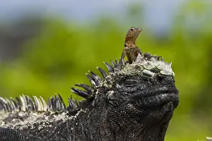 Lava lizard (Microlophus spp) on top of marine iguana (Amblyrhynchus cristatus), Las Bachas, Santa Cruz Island, Galapagos Islands, Ecuador, South America