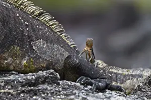 Lava lizard (Microlophus spp) on top of marine iguana (Amblyrhynchus cristatus), Las Bachas, Santa Cruz Island, Galapagos Islands, Ecuador, South America