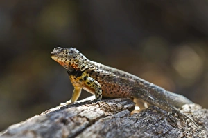Santa Cruz Island Prints: Lava lizard (Microlophus spp), Santa Cruz Island