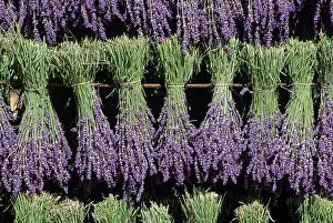 Hanging Prints: Lavandula angustifolia freshly picked bouquets hanging to dry