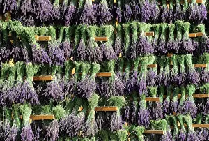 Time Prints: Lavandula angustifolia manual harvesting for bunch