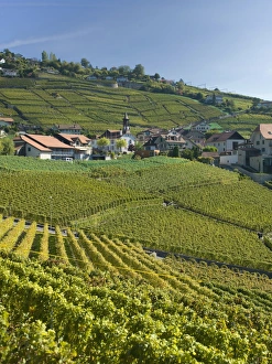 Lavaux terraced vineyards on Lake Geneva, Montreux, Canton Vaud, Switzerland, Europe