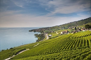 Lavaux terraced vineyards on Lake Geneva, Montreux, Canton Vaud, Switzerland, Europe