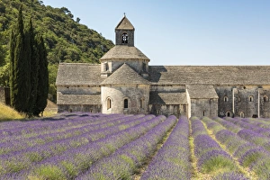 Provence Alpes Cote Dazur Prints: Lavender crop in front of Senanque Abbey, Gordes, Vaucluse, Provence-Alpes-Cote d Azur