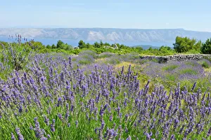 Local Flora Prints: Lavender field in the area around Velo Grablje, Hvar island, Croatia, Southeast Europe