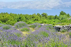Outdoor Exploration Prints: Lavender field in the area around Velo Grablje, Hvar island, Croatia, Southeast Europe