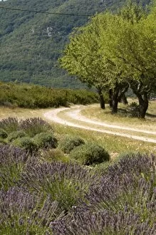 Images Dated 20th August 2008: Lavender field, La Palud sur Verdon, Gorges du Verdon, Provence, France, Europe
