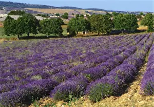 Lavender Prints: Lavender Field, Le Plateau de Sault, Provence, France