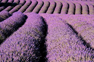 Grasslands Prints: Lavender field lines, Plateau de Valensole, Provence, France, Europe