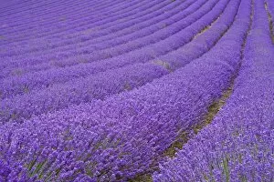 Images Dated 7th July 2009: Lavender field near Chichester, West Sussex, England, United Kingdom, Europe