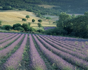 Drome Prints: Lavender field near Ferrassieres, Drome, Rhone Alpes, France, Europe