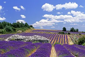 Gardening Prints: Lavender field nearFerrassieres
