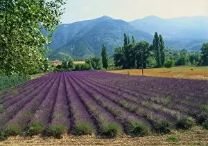 Images Dated 7th December 2006: Lavender Field, Plateau de Sault, Provence, France