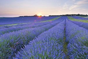 Lavender field at Snowshill Lavender, The Cotswolds, Gloucestershire, England, United Kingdom, Europe