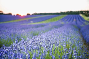 Lavender field at Snowshill Lavender, The Cotswolds, Gloucestershire, England, United Kingdom, Europe