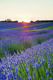 Gloucestershire Collection: Lavender field at Snowshill Lavender, The Cotswolds, Gloucestershire, England, United Kingdom