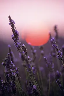 Lavender Prints: Lavender field at sunset, Drome department, region of Rhone-Alpes, France, Europe