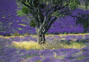 Lavender Prints: Lavender Field, Vaucluse, Sault, Provence-Alpes-Cote d Azur, France