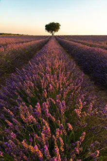 Lavender Prints: Lavender fields of Brihuega, Guadalajara, Spain, Europe
