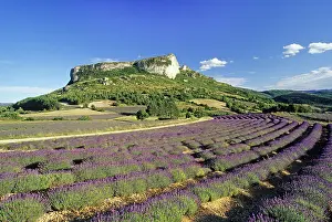 Lavender Prints: Lavender fields at the foot of the Rock of Mevouillon