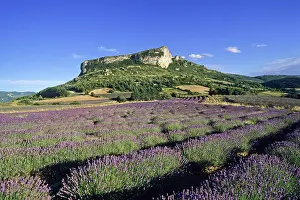 Gardening Prints: Lavender fields at the foot of the Rock of Mevouillon