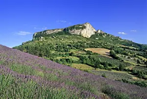 Lavender Prints: Lavender fields at the foot of the Rock of Mevouillon