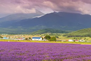 Lavender Prints: Lavender fields, Furano, Hokkaido, Japan, Asia