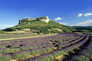 Lavender Prints: Lavender fields around Mevouillon, Drome department, region of Rhone-Alpes, France, Europe