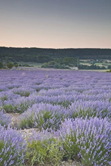 Travel Destinationss Prints: Lavender fields near Sault, Vaucluse, Provence, France, Europe