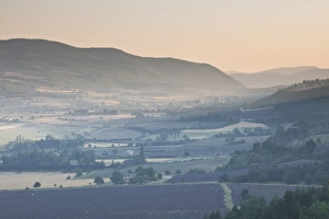 Lavender fields near Sault, Vaucluse, Provence, France, Europe