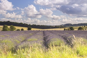 Lavender Prints: Lavender fields near to Snowshill, Cotswolds, Gloucestershire, England, United Kingdom