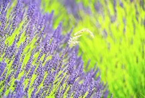 Gardening Prints: Lavender fields in North Yorkshire, England, United Kingdom