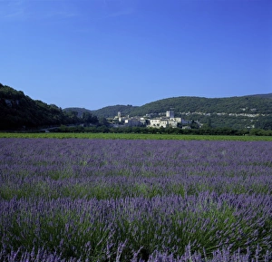 Gard Prints: Lavender fields outside the village of Montclus, Gard, Languedoc Roussillon