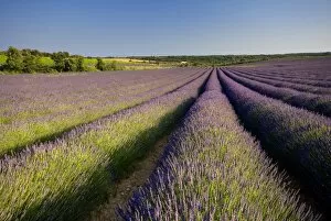 Images Dated 28th June 2008: Lavender fields, Provence, France, Europe