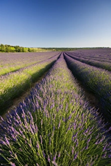 Images Dated 28th June 2008: Lavender Fields, Provence, France, Europe