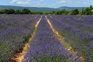 Roussillon Prints: Lavender fields around Roussillon, Parc Naturel Regional du Luberon, Vaucluse