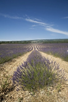Lavender fields, Sault en Provence, Vaucluse, Provence, France, Europe
