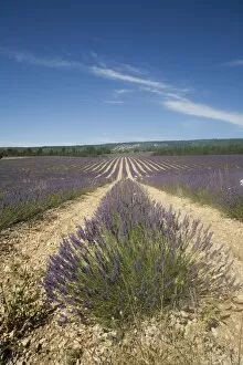 Images Dated 24th July 2008: Lavender fields, Sault en Provence, Vaucluse, Provence, France, Europe