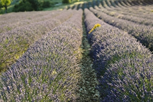 Lavender Prints: Lavender fields, Sault, Provence, France, Europe