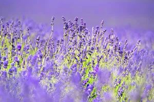 Gardening Prints: Lavender fields in Shoreham, Kent, England, United Kingdom, Europe