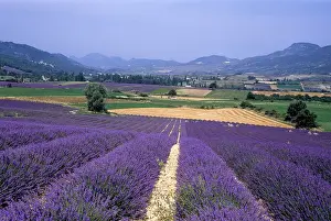 Lavender Prints: Lavender fields in the St-Jalle's valley