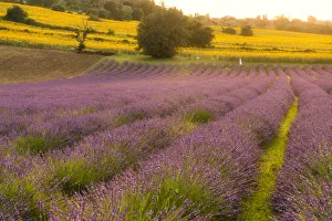 Lavender Prints: Lavender fields at sunset, Corinaldo, Marche, Italy, Europe