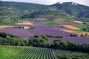 Lavender Prints: Lavender fields in the valley of Sainte-Jalle